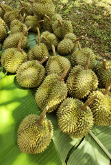 Fototapeta premium Top view of durian fruit on the floor 
