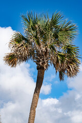 Florida Palm Tree