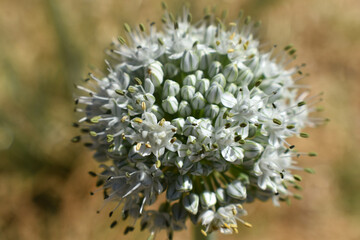close up of a onion flower