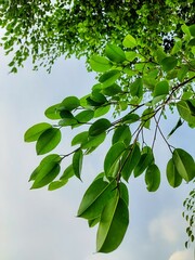 banyan tree leaves on cloudy sky background