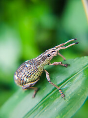 lizard on a leaf