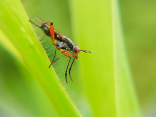 broad nosed weevils family Curculionidae