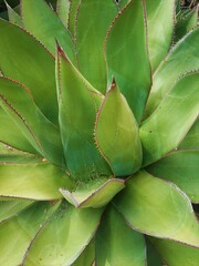close up of a agave