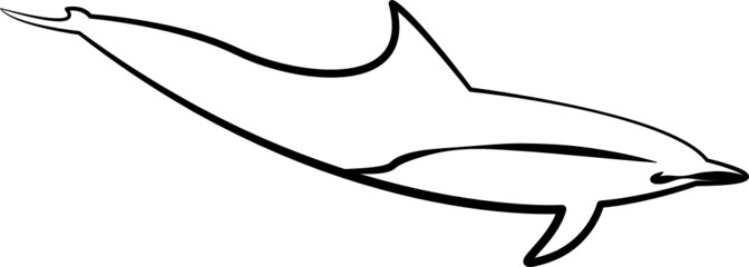 dolphin isolated on white © Yen