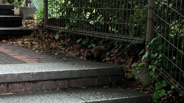 
Tokyo,Japan - June 9, 2022: A wild baby raccoon dog or tanuki observed in Tama City, Tokyo
