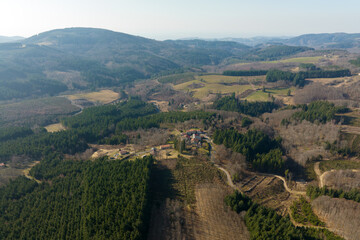 Obraz premium Aerial view of pine forest with large area of cut down trees as result of global deforestation industry. Harmful human influence on world ecology