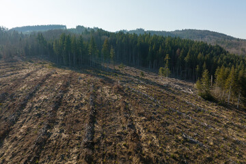 Aerial view of pine forest with large area of cut down trees as result of global deforestation...