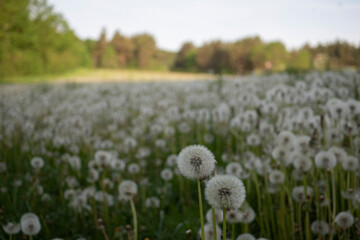 Obraz premium Wiese voller Pusteblumen