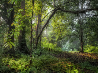 Beautiful tropical forests in Thailand.
