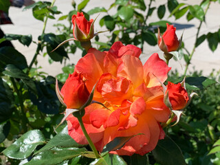 red roses in garden