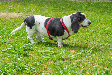 charming basset hound in the park
