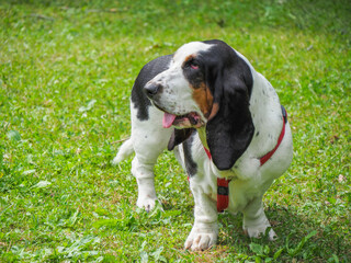 charming basset hound in the park