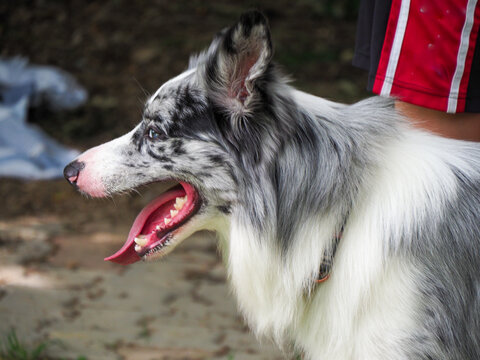 Blue grey border collie top