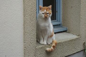 Chat assis à la fenêtre .