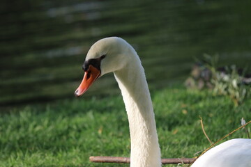 Boston Commons and Public Garden 