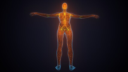 Obraz premium 3d illustration of female body lymphatic with brain and circulatory system anatomy