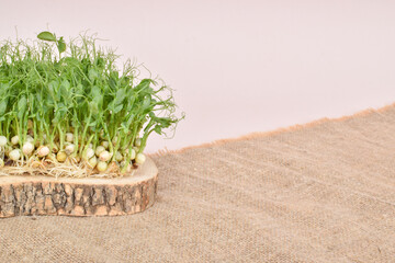 Micro-green polka dots on a wooden podium on a beige background.