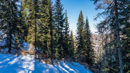 Fototapeta na wymiar Evergreen coniferous trees grow on the snowy hillside. Shadows on the snow. Clear blue sky. Altai