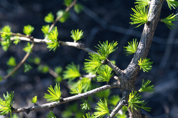 Twigs of larch with delicate green needles on a dark background in spring. Close-up with selective focus.