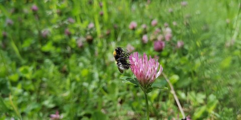 bee on a flower