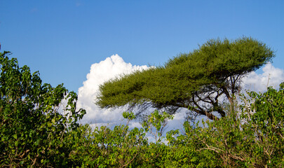 Tranquil landscape setting in the Kruger National park in South Africa