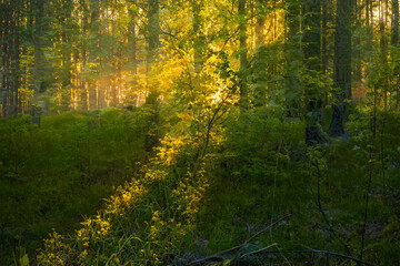 Obraz premium Magical sunset in the forest.