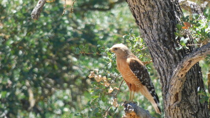 red tailed hawk