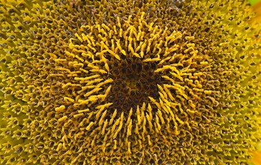a close up of beautiful sunflower