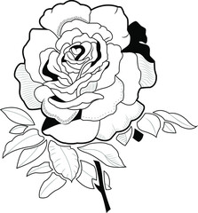 rose - flower - line art - black work - ilustration
