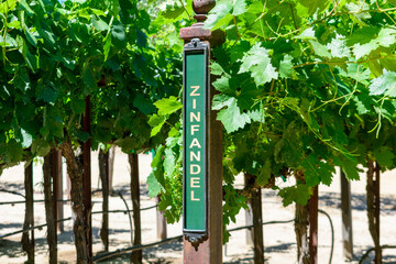 Zinfandel red wine grape variety outdoor sign on wooden vertical end post in summer vineyard