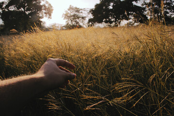 Campo de trigo en el amanecer