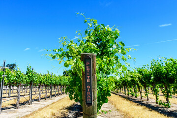 Petite Sirah red wine grape variety outdoor sign on wooden vertical end post in summer vineyard