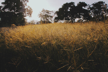 Campo de trigo en el amanecer