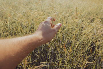 Campo de trigo en el amanecer