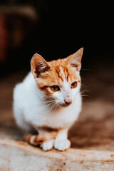 Gato blanco y dorado sentado en casa de campo