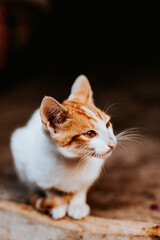 Gato blanco y dorado sentado en casa de campo