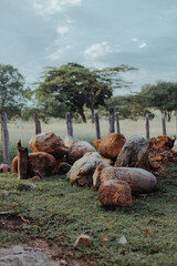Paisaje natural de rocas antiguas en el campo