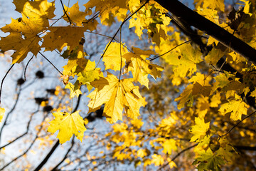 Autumn landscape with forest and sky. Front view.