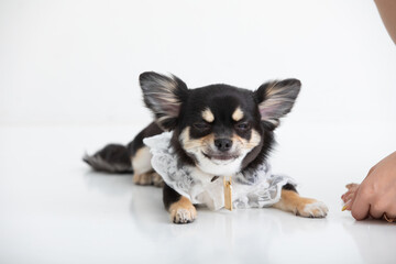 スタジオ撮影のチワワ　dog	