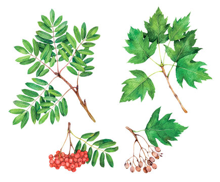 Watercolor rowan and wild service tree branches and fruits. Sorbus aucuparia, Sorbus torminalis isolated on white background. Hand drawn painting plant illustration.