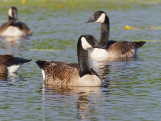 Canada geese on a lake