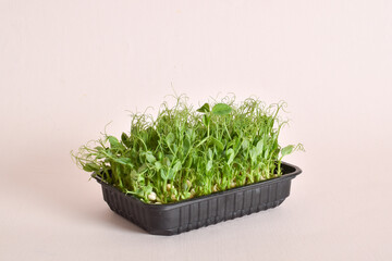 Micro-green polka dots in a black plastic container on a beige background.