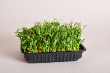 Micro-green polka dots in a black plastic container on a beige background.