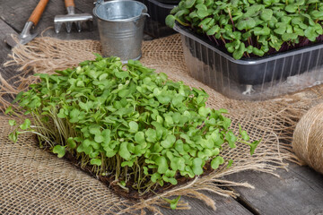 Close-up of Arugula on natural burlap. Delivery of healthy food.