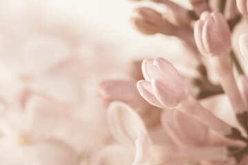 Pale pink beige neutral color little lilac flowers buds on blur blur light background for wedding...