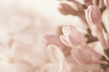 Pale pink beige neutral color little lilac flowers buds on blur blur light background for wedding invitation or vintage romantic wallpaper macro