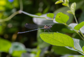 Close up small dragonfly in the nature and morning sunshine ,macro insects