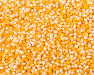  Yellow corn seeds background. Raw corn grains.