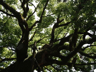 Fototapeta premium Dazaifu Tenmangu shrine in Dazaifu city