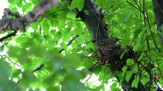 Mistle Thrush inspects and enters in nest with chicks (Turdus viscivorus) - (4K)